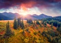 Incredible autumn view from flying drone of Marishevska mountain valley with highest Carpathian peak - Hoverla. Royalty Free Stock Photo