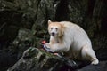 Spirit Bear in British Columbia, Canada Royalty Free Stock Photo