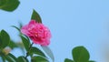 Incredible Beautiful Camellia. Light Pink Camellia Flower On Camellia Bush In Garden. Close up. Royalty Free Stock Photo