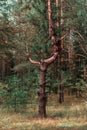 Incredible beautiful pine trunk in forest. strange frightening tree trunk