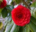 Incredible beautiful red camellia - Camellia japonica, known as common camellia or Japanese camellia. Royalty Free Stock Photo