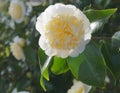 Incredible beautiful white camellia, Camellia japonica Nobilissima in bloom. Royalty Free Stock Photo