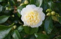 Incredible beautiful white camellia, Camellia japonica Nobilissima in bloom. Royalty Free Stock Photo