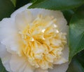 Incredible beautiful white camellia, Camellia japonica Nobilissima in bloom. Royalty Free Stock Photo