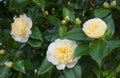 Incredible beautiful white camellia, Camellia japonica Nobilissima in bloom. Royalty Free Stock Photo