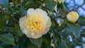 Incredible beautiful white camellia - Camellia japonica Nobilissima in bloom. Royalty Free Stock Photo