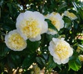 Incredible beautiful white camellia - Camellia japonica Nobilissima in bloom. Royalty Free Stock Photo