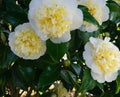 Incredible beautiful white camellia - Camellia japonica Nobilissima in bloom. Royalty Free Stock Photo