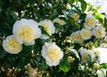 Incredible beautiful white camellia - Camellia japonica Nobilissima in bloom. Royalty Free Stock Photo