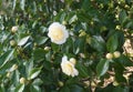 Incredible beautiful white camellia, Camellia japonica Nobilissima in bloom. Royalty Free Stock Photo