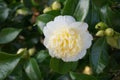 Incredible beautiful white camellia, Camellia japonica Nobilissima in bloom.