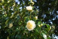 Incredible beautiful white camellia, Camellia japonica Nobilissima in bloom. Royalty Free Stock Photo