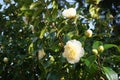 Incredible beautiful white camellia, Camellia japonica Nobilissima in bloom. Royalty Free Stock Photo