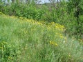 Panorama of blooming spring nature on the rocky shores of the Dnieper island of Khortytsia. Royalty Free Stock Photo