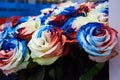 Close-up beautiful bouquet of unusual flowers - blue, red and white roses Royalty Free Stock Photo