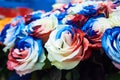 Incredible beauty of multi-colored roses - close-up view Royalty Free Stock Photo
