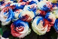 Close-up beautiful bouquet of unusual flowers - blue, red and white roses Royalty Free Stock Photo