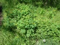 Amazing natural picture of flowering spring vegetation along the rocks near the banks of the old Dnieper. Royalty Free Stock Photo