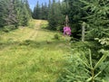 the incredible beauty of the Ukrainian Carpathians in summer