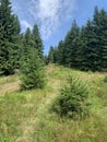 the incredible beauty of the Ukrainian mountains in summer