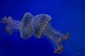 Incredible bioluminescent jellyfish