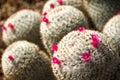 Incredible close-up of a cropping of several blooming Mammillaria Haageana cacti