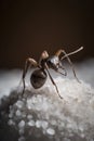 Ant Close-Up: A World in Miniature, generative ai