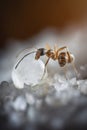 Ant Close-Up: A World in Miniature, generative ai