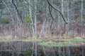 Pond in Destruction Brook Woods, Dartmouth, Massachusetts Royalty Free Stock Photo