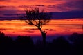 Dramatic Sky, Incredible colors , silhouette of a tree with strange shapes after the sunset