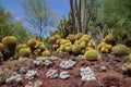 Incredible desert cactus garden with multiple types of cactus in the spring or summer