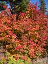 Fall Color Explosion