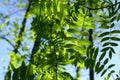 Incredible green leaf foliage