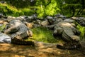 Mugger Or Marsh Crocodile Living At The Madras Crocodile Bank Trust and Centre for Herpetology, ECR Chennai, Tamilnadu