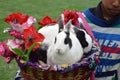 INDIAN RABBITS IN BASKET DALHOUSIE MOUNTAINS