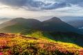 Incredible landscape with magic pink rhododendron flowers Royalty Free Stock Photo