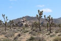 Incredible landscape photo of Joshua Tree National park