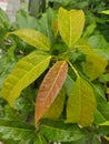 Incredible Leaf of Ficus Virens & x28;Bunut& x29;