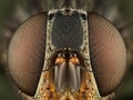 Extreme Closeup of a Fly\'s Head Royalty Free Stock Photo