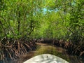 Incredible mangrove forest boat ride with the trees near the swamp and the tree roots on the mud. Mangrove forest of Bali, Royalty Free Stock Photo