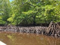 Incredible mangrove forest and it``s trees near the swamp with the tree roots on the mud. Mangrove forest of Bali, Indonesia Royalty Free Stock Photo