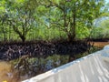 Incredible mangrove forest and it``s trees near the swamp with the tree roots on the mud. Mangrove forest of Bali, Indonesia Royalty Free Stock Photo