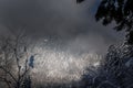 Incredible mist covered snowy forest landscape in winter season