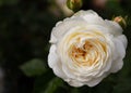 Incredible moody close-up of a cream colored rose