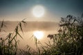 Incredible mystical morning landscape with rising sun, tree, reed and fog over the water.