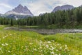 Incredible nature landscape in Dolomites Alps. Spring blooming meadow. Flowers in the mountains. Spring fresh flowers.Mountains Royalty Free Stock Photo