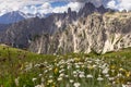 Incredible nature landscape in Dolomites Alps. Spring blooming meadow. Flowers in the mountains. Spring fresh flowers. Royalty Free Stock Photo