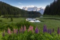 Incredible nature landscape with flowers and Dolomites Alps. Spring blooming meadow. Flowers in the mountains. View of Royalty Free Stock Photo