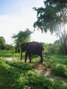 Beautiful image of a wild herd of elephants in Sri Lanka