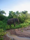 Beautiful image of a wild herd of elephants in Sri Lanka